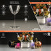 Martini Glasses (Set of 2)