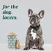Green Premium Airtight Ceramic Dog Treat Canister Jar Set with Lid
